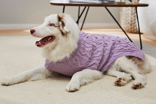 Does Your Dog Need a Sweater? Why Some Dogs Benefit From Sweaters