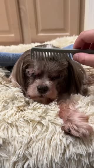 343K views · 33K reactions | Tator update! It’s been 2 weeks since his eye removal surgery and he is doing great!! We gave him a break from his e-collar and let him take a nice nap without it on (supervised of course). He also enjoyed a nice warm compress and soft rubs on his incisions! And then he fell asleep to his ears being brushed out. 殺 | House with a Heart Senior Pet Sanctuary | Facebook