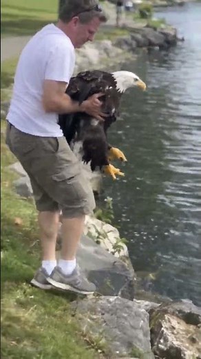 Bald Eagle’s Incredible Water Moment 🦅🌊 | Nature Never Stops Amazing Us #shorts #baldeagle #animals