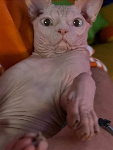 Crazy Bingus Memes: Sphynx Cat Love Unleashed