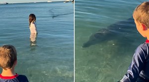 Wild Dolphin Swims Up To Kids In Magical Beach Moment
