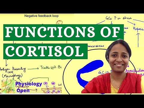 Endocrine system physiology: Glucocorticoids - Cortisol hormone functions physiology