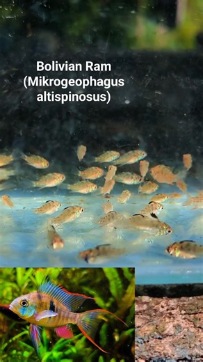 The Bolivian Ram (Mikrogeophagus altispinosus) is a peaceful, colorful dwarf cichlid from the Amazon basin, popular in home aquariums for its unique personality and suitability for community tanks. Also known as the Bolivian Butterfly or Ruby Crown Cichlid, it's known for its vibrant yellows, greens, and reds, and for sifting through the substrate for food. They are generally hardy and can be kept in pairs or groups, making them a great choice for intermediate aquarists. #ZamboangaCity #greengoa