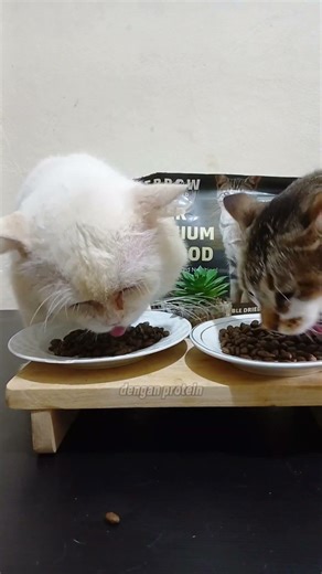 FERROW Super Premium Cat Food 😊