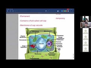 Sap Vacuole - Cell structure (AS Biology)