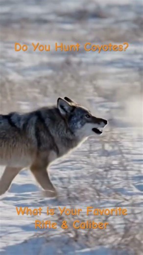 Coyote Hunting Time - What's Your Favorite Rifle & Caliber