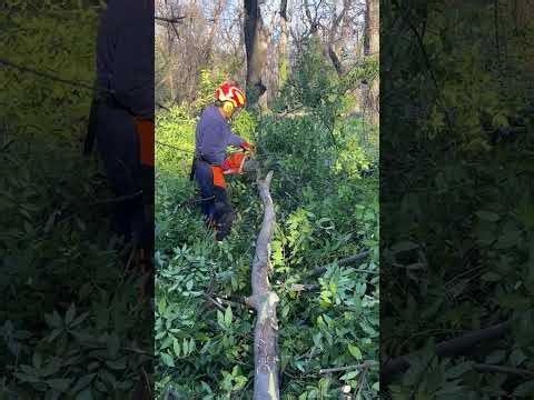 Husqvarna 550 XP Mark 2 Tree Felling Limbing