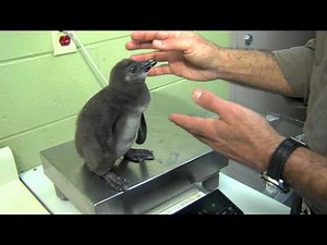 African Penguin Chick - Cincinnati Zoo