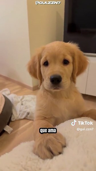 Cães Golden Retriever - Pulando no Chiqueiro