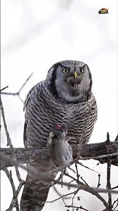 Owl vs Hawk Hunting 🦉🦅 | Night vs Day Predator Battle #shorts #owl #hunting #birds