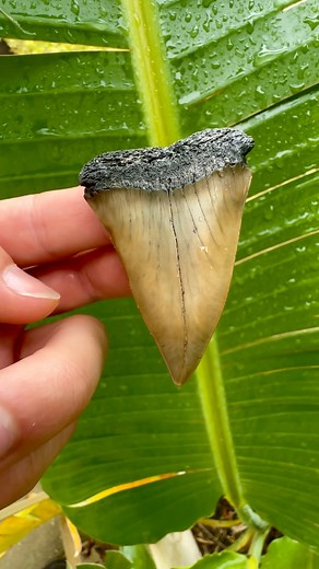 16 reactions | Beautiful brown Mako Shark tooth plucked from the sand #SHRKco #LinkInBio #megalodon #sharks #sharktooth | SHRKco | Facebook