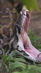 The Burmese Python - Yawning with a purpose