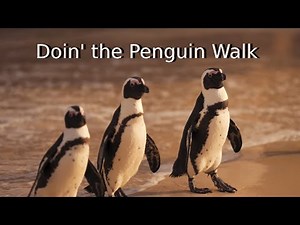 Doin' the Penguin Walk | A Fun Song by Bob Brown
