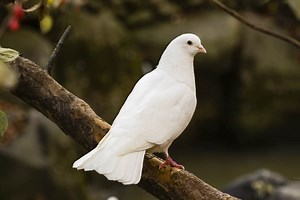 Dove Symbolism: 22 Spiritual Meanings Of Dove