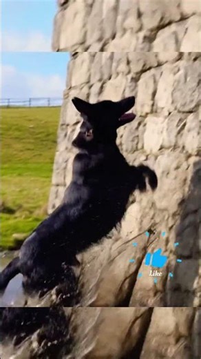 This K9 wall clearance technique is absolutely flawless #training #workingdog #impressive