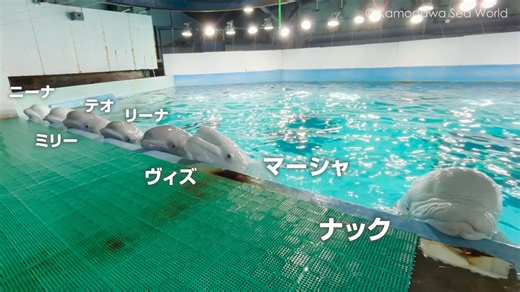 鴨川シーワールド Kamogawa Sea World on Instagram: "〈7頭勢揃い〉 マリンシアターではベルーガの子どもたちも大きくなりトレーニングが進んでいます。 最近では7頭が横一列に勢揃いできるようになりました！ 7頭が顔を出した愛らしい姿をご覧ください。 https://www.kamogawa-seaworld.jp/guide/program/beluga/"