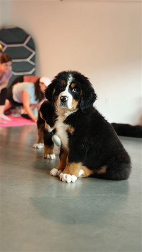 10K reactions · 229 shares |  Nothing beats a weekend spent stretching, smiling, and snuggling puppies  Spots are almost gone — secure yours now through the link in bio! #PuppyYoga #FeelGoodVibes #DogLovers #YogaWithPuppies #PuppyCuddles | Puppies & Yoga Charlotte | Facebook