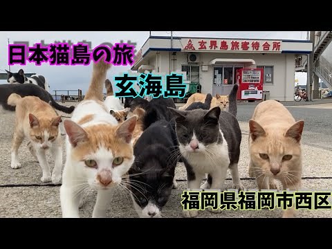 【日本猫島の旅】 福岡県福岡市「玄海島」