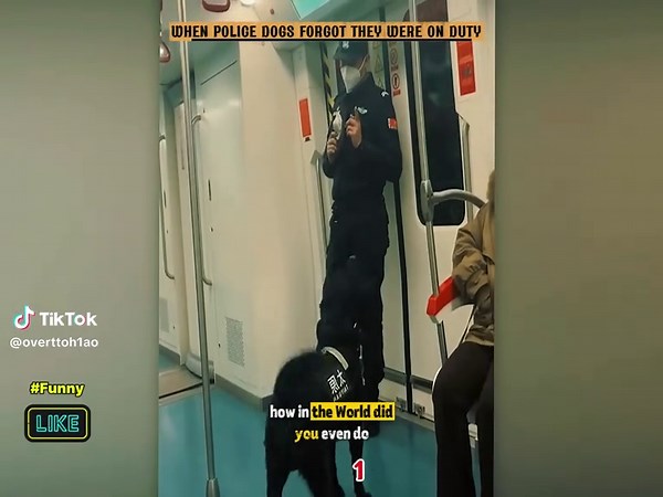 Police Dogs in Action: A Fun Compilation