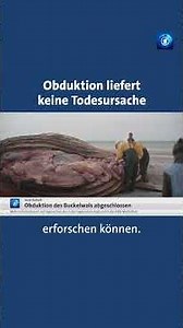 Buckelwal in der Ostsee: Obduktion liefert keine Todesursache #wal #tagesschau