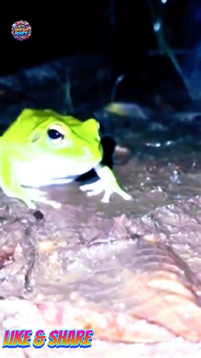 This Beetle Just Destroyed a Frog's Dinner Plans #Survival #Wildlife #Shorts