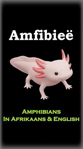Amfibieë 🐸 - Amphibians in Afrikaans & English