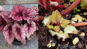 Garden & House V&N on Reels