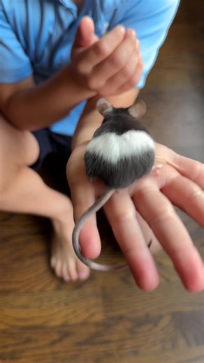 Replying to @lisanne 🥀 pet store mice are ok though, right? 🐭😂 #fyp #welcomehome #mice from #petco #hantavirus