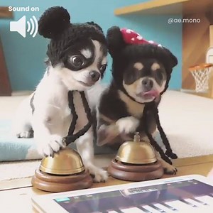 The smartest pair of Chihuahuas I’ve ever seen! 😍🎶 | Go Fetch