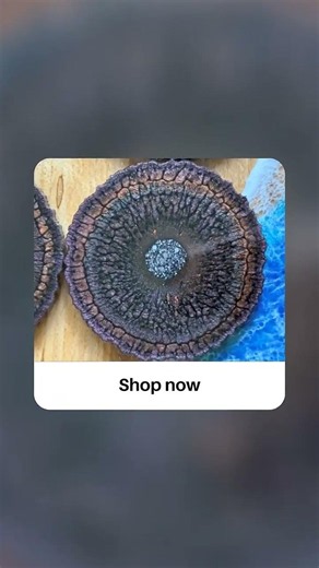 Dragonscale Coasters — Set of 4 (One of a Kind)