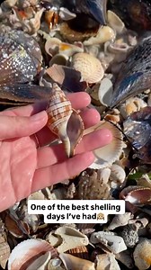 429K views · 12K reactions | Endless shellsthis was back in March! Never shared these clips from one of the best shelling days I’ve had in Southwest Florida. #swfl #shelling #floridaseashells #beachfinds | Let's Go Shelling | Facebook