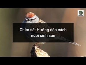 Hướng dẫn nuôi chim sẻ sinh sản