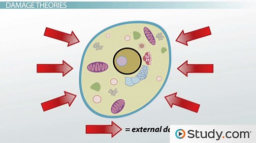 Theories of Aging Overview & Factors