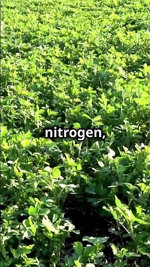Alfalfa – The Ultimate Soil-Boosting Cover Crop! #RegenerativeGardening, #HealthySoil, #GardenHacks