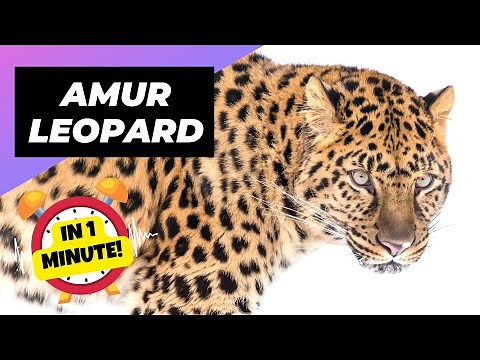 Amur Leopard 🐆 The Most Endangered Big Cat | 1 Minute Animals