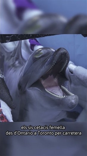 🐬 Two beluga whales and four dolphins rescued from a closed aquarium in Canada