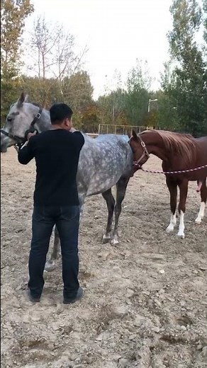 Best Wild Horses Mare Compilation of some Wild Horse Fights Video 256