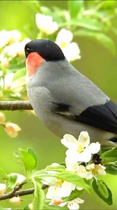Eurasian Bullfinch: A Winter Beauty in Red! ❄️🐦 #EurasianBullfinch #winterbirds The Eurasian Bullfinch is a striking songbird found across Europe and parts of Asia. Known for the male’s vibrant red breast and black cap, this bird adds a splash of color to forests, gardens, and parks. Females have a subtler brownish plumage but are equally graceful. Bullfinches are often seen in pairs, feeding on seeds, berries, and buds. Their soft, flute-like song and bold appearance make them a favorite among