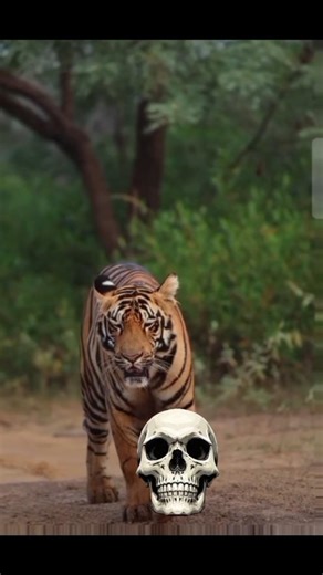 POWER OfTRANSFORMATION☠️ Amazon transformation-tiger