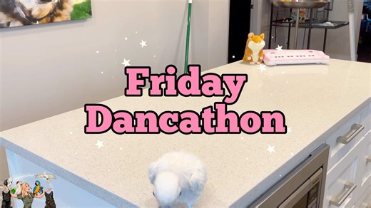 29K views · 1.8K reactions | Coco put on her dancing shoes after the toe incident. Cyd tells Coco to dance! Could this be why it is not sore and swollen 臘‍♀️ Plus Kiwi gives her Dad a kiss. She gets so embarrassed after  | Lucky Lou and Coco Too | Facebook