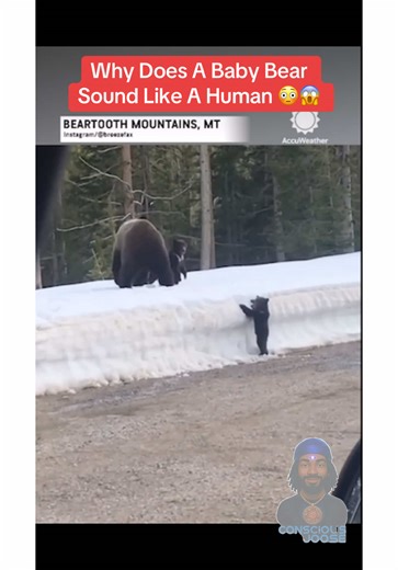 Why does a baby bear sound like a human😳 #bear #human #viral #fyf #trending
