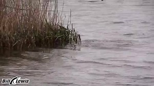 7.7K views · 140 reactions | Here it is!!! The Stutterstep 4.0 which will be SPECIAL RELEASED on Tackle Warehouse very soon! | Bill Lewis Fishing | Facebook