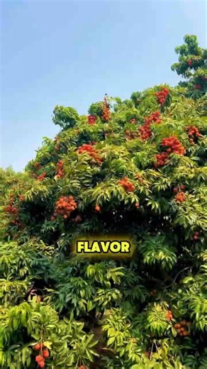 Lychee Fruit Is More Than a Pretty Red Fruit! #lychee #litchi #lycheefruit