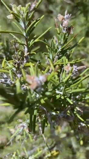 Aquí no hay prueba científica pero está magia ha sido pasada de generación en generación y el romero quita lo malo y trae el dinero y todo lo bueno . Además remueve nuestras memorias, de esto si hay pruebas científicas, avísame si quieres que te cuente más . Abrazo, Ixchel • • • • #romero #magia #plantas #remediosdelasabuelas | Alquimia Humana