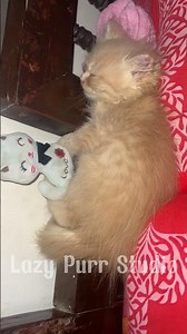 A Lazy Cat Sleeping My Bet #LazyPurrStudio #cat #cute #cutecat #shorts #fyp