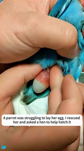 A parrot was struggling to lay her egg. I rescued her and asked a hen to help hatch it#rescue #animalrescue #parrot #fyp #usa