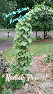 Wasabi Companion Planting