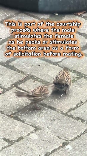 Bill Oddie would love this! Bods ger it on! 😁 #reels #everyone #shorts #shorts #all #funny