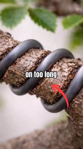 Do you have wiring scars? #bonsai