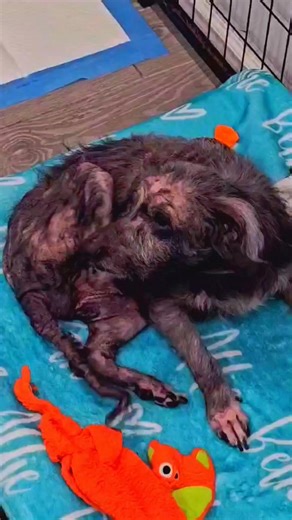 💛 Who Are We? We’re the underdogs — a small-town rescue with a big heart. 💪🐾 Our story began in 2011, when our Founder, Rochelle, rescued Mac and a group of devoted volunteers built our little facility by hand — brick by brick, with love and determination (and very little money to spare). Because let’s face it: in rescue, money is always tight. Especially for a rescue like ours that takes on high-cost, emergency medical cases — the ones others might not be able to help. We may be small, but o